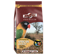Premium African Parakeet